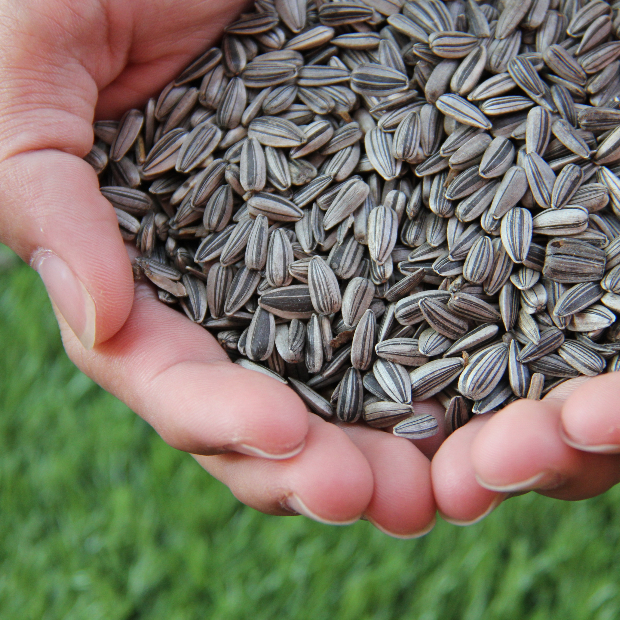 a person holding a sunflower seed keto snack